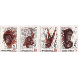 orang utan 1989
