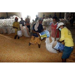 * * * * * supplier warehousing* * * * * jagung pipilan kering* * * * *