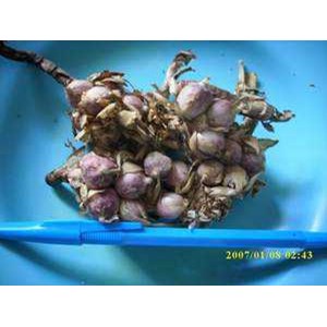 buah kapulaga ~ kapulaga~ amomum cardamomum * * sms= + 6281326220589 * * sms= + 6281901389117 * * email= nurida479@ rocketmail.com