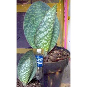 masoniana giant