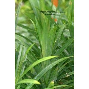 daun pandan wangi