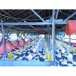 ayam broiler/ pedaging