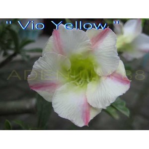 vio yellow