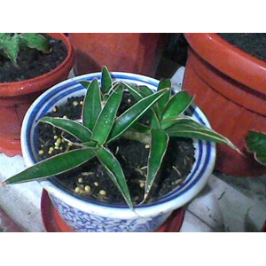 aethopica rumpun 3