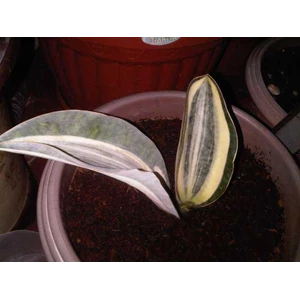 sanseveria giant varigatha