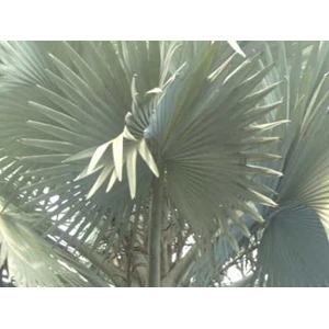 bismakia ( palm silver/ kipas)