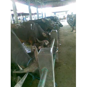sapi potong ras bali