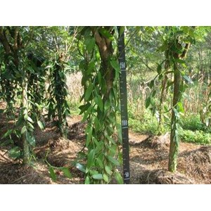 * * * * * vanilla / vanili planifolia andrews* * * * * *