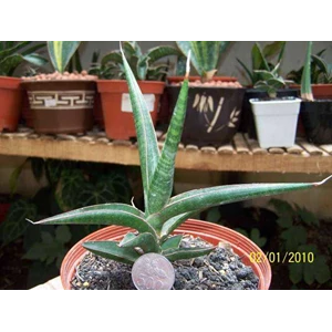 s. downsii