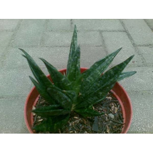 crested hanni