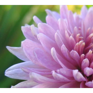 bunga / kembang krisan potong segar ( crysanthemum)