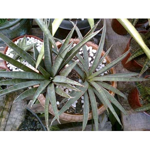 sansevieria aethiopica blue