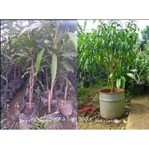 mangga (mangifera indica)
