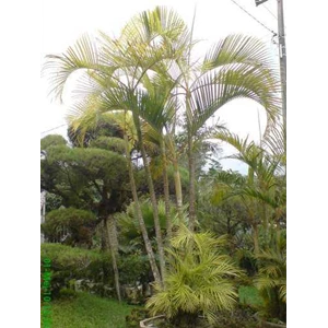 palm golden varigata