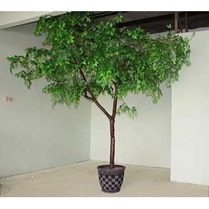 pohon beringin ( ficus) plastik/ artificial tree 3, 5 meter