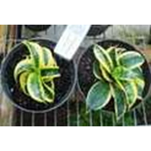sansevieria