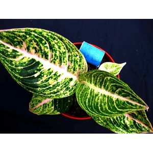 aglaonema mutiara 4l & 5 l