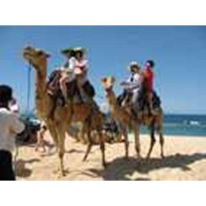 bali camel ride, wisata naik unta di bali