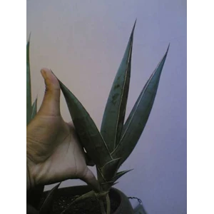 sansevieria pinguicula child 10