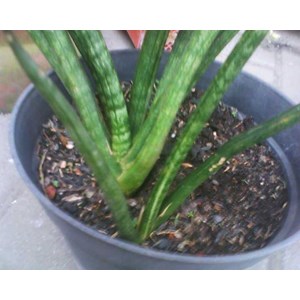 scweinfurthii varigata