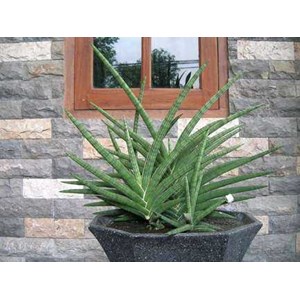sansevieria blue clone
