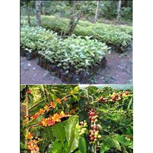 kopi (coffea spp)-2
