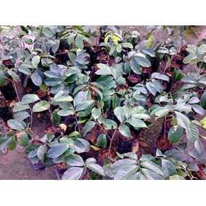 bibit duku komring