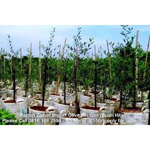 bibit pohon zaitun 1, 5m