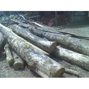 kayu jati kampung