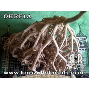 ( ohrf1a ) obat hikmat rumput fatimah > www.kanzulhikmah.com