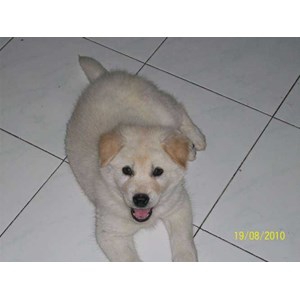 umur 7 minggu