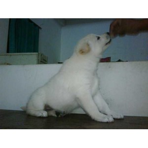 sejak kecil dilatih