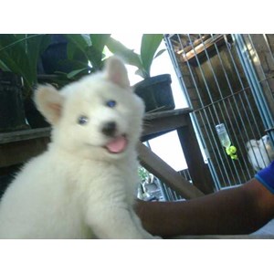 lucu banget