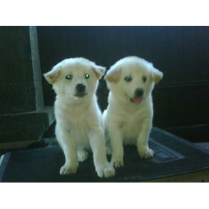 anjing kintamani putih spesifik