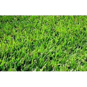 signal grass
