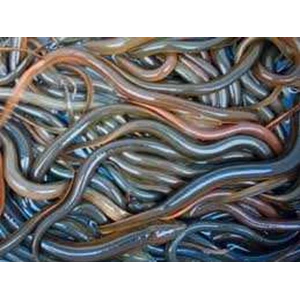 belut rawa/ sawah ( live mud eel fish) / monopterus albus