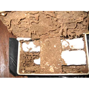 anti rayap (termite elimination program)