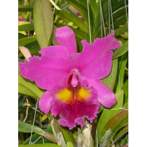anggrek cattleya