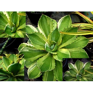 potatorum var white