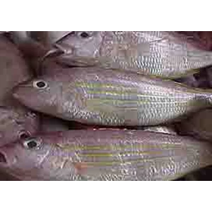 tredfirm bream
