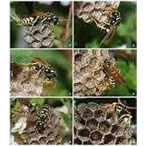 bee & wasp control programe ( bcp ) / program pengendalian sarang lebah dan tawon