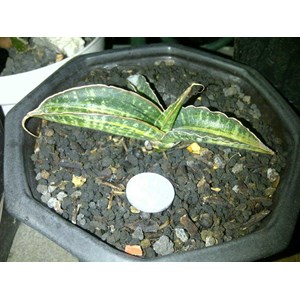 sanseveria fishery varigatha