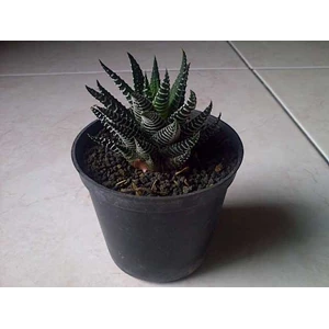 contoh tanaman wedding souvenir