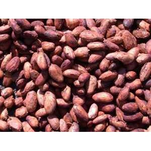 dry cocoa bean