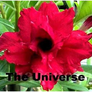 triple universe