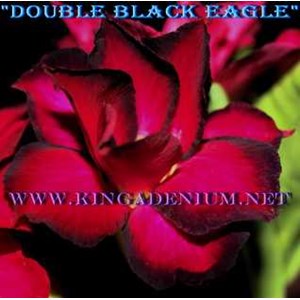 triple black eagle