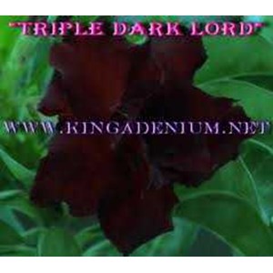 triple dark lord