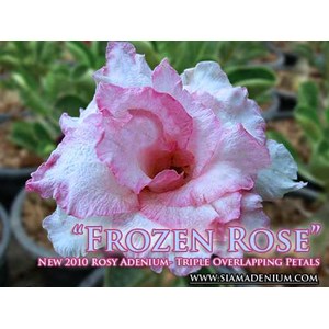 triple frozen rose