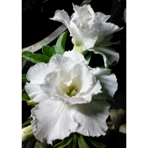 double white roses