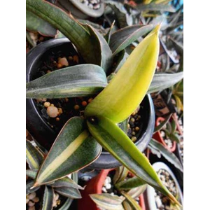 sansevieria paten ( anak + induk)
